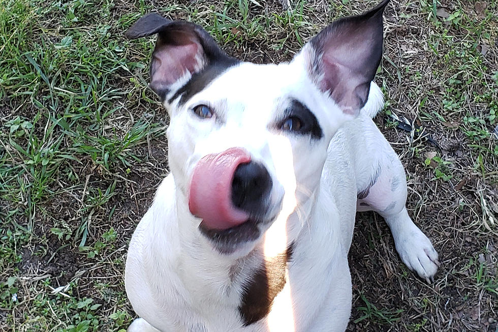 Barktoberfest Returns to Killeen’s Lions Club Park October 5