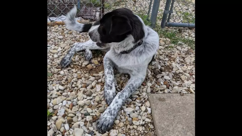 Men&#8217;s Best Friend Reunion After Rollover on I-35 in Lacy Lakeview