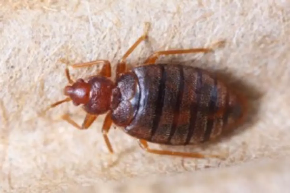 Top 5 Cities For Bed Bugs