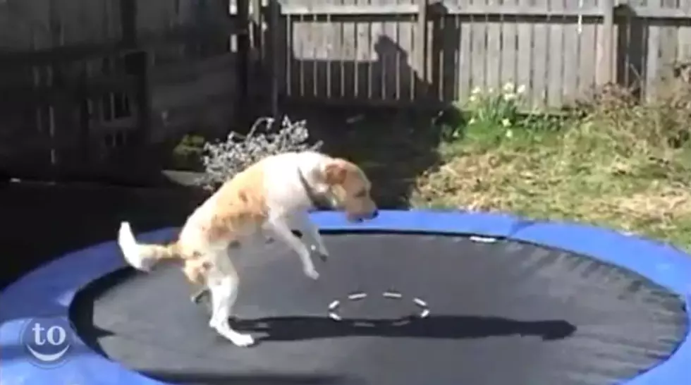 Amazing ‘Animals on Trampolines’ Video goes Viral! (VIDEO)