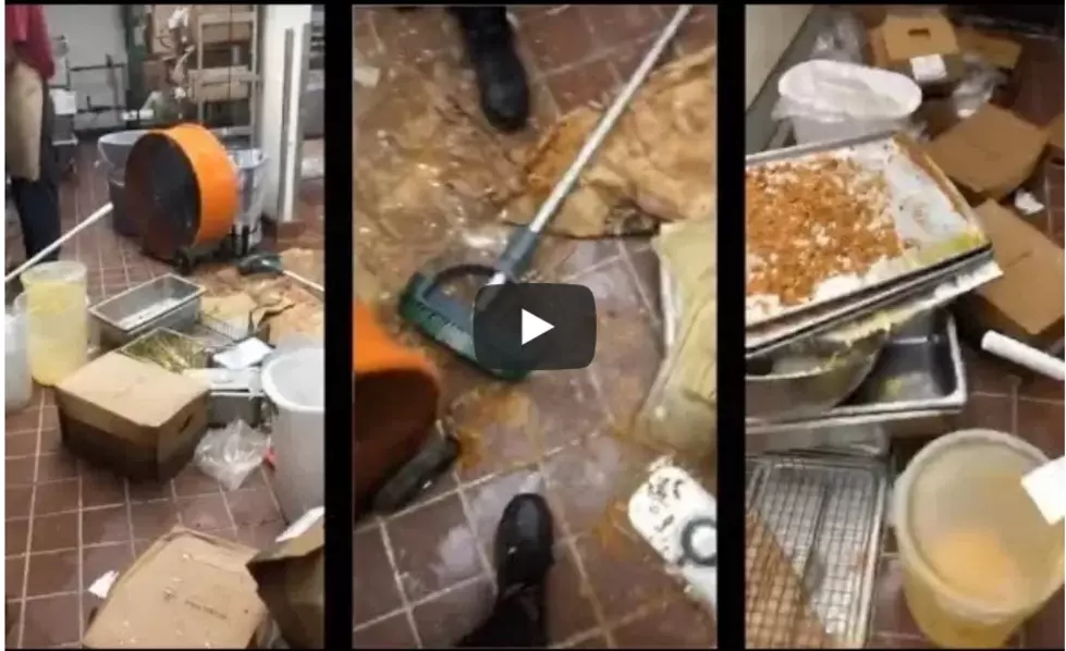 Popeye’s Chicken Employee Exposes “Roach Ridden” Dirty Restaurant [VIDEO]