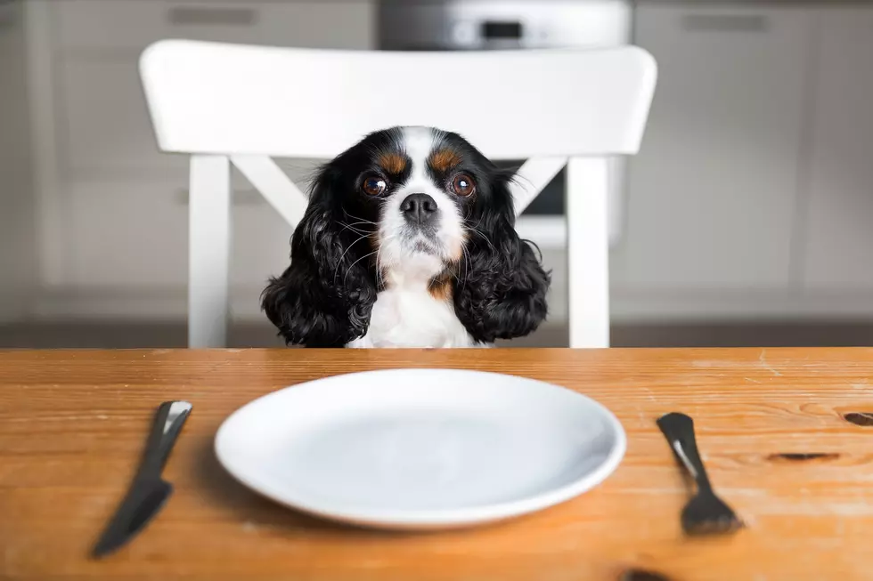 Should dogs be allowed in restaurants? [POLL]