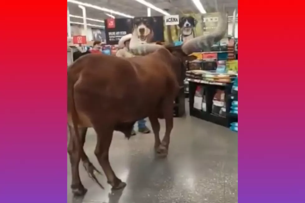 Texas Man Brings Steer to Petco to Test If All Leashed Pets Are Really Welcome