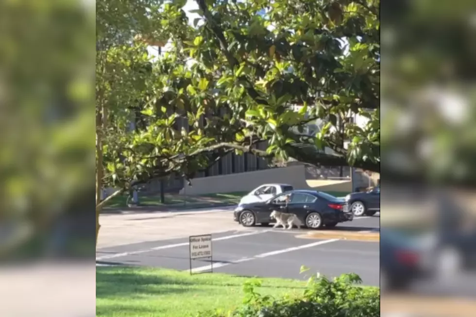 Dummy in Austin Walks Dog While Driving
