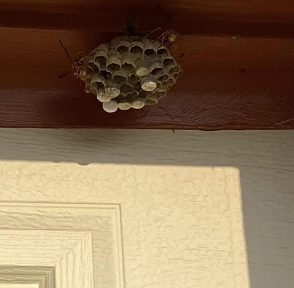 I Asked Texans On Facebook How To Remove A Wasps Nest, Here&#8217;s What They Told Me