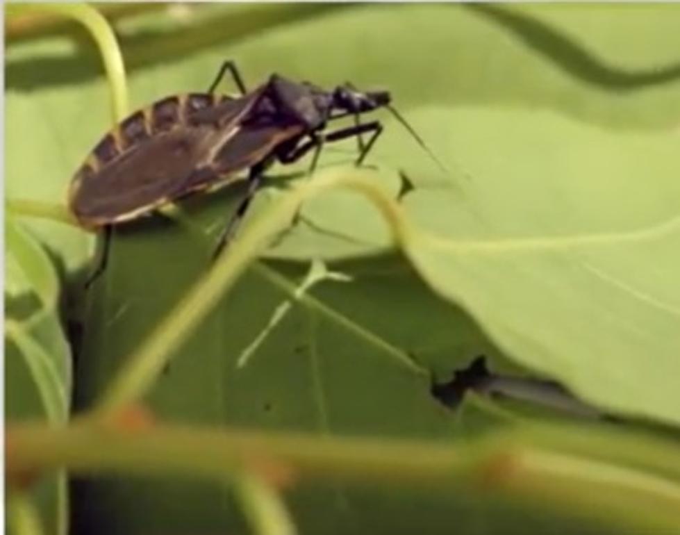 Beware Central Texas, This Bug Spreads A Deadly Disease From Feces