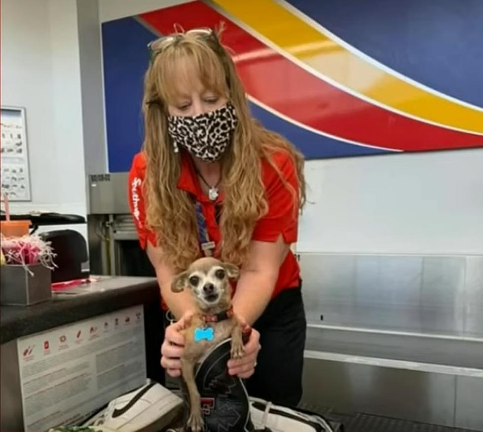 This Texas Dog Tried To Sneak To Las Vegas, Found In His Owner&#8217;s Suitcase