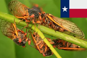 Cicada-geddon Is Now Approaching, News Is Bad For Texas
