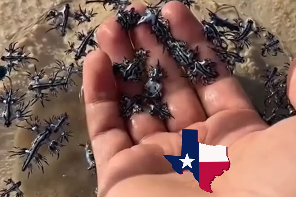 Extremely Toxic Blue Dragons Now Invading Texas