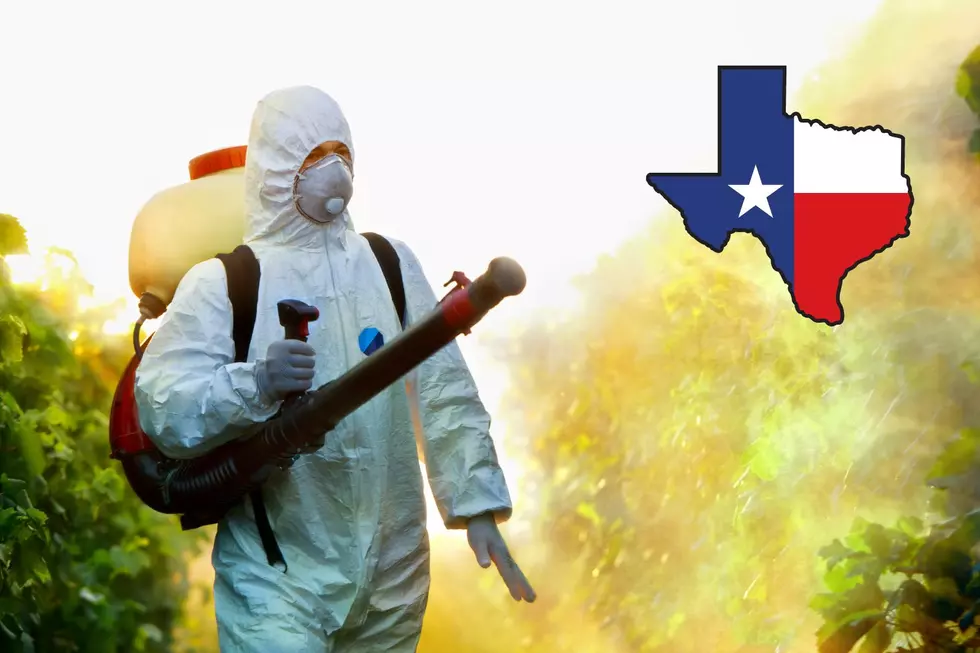Why Texans Are To Blame For New Deadly Pest Invasion