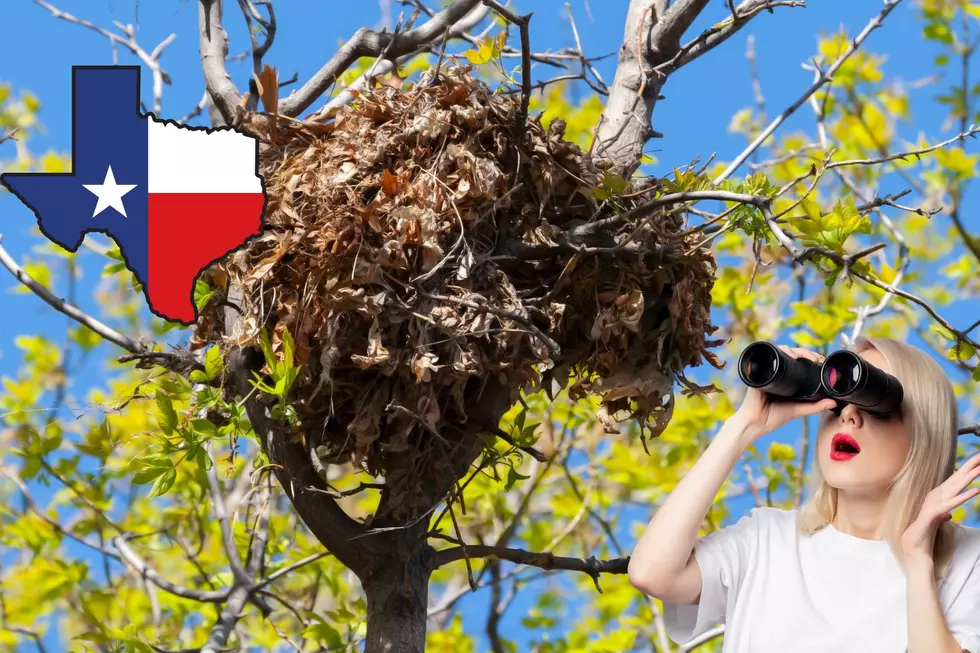 Beware Texas, Those Aren’t Birds’ Nests Now Filling Your Trees