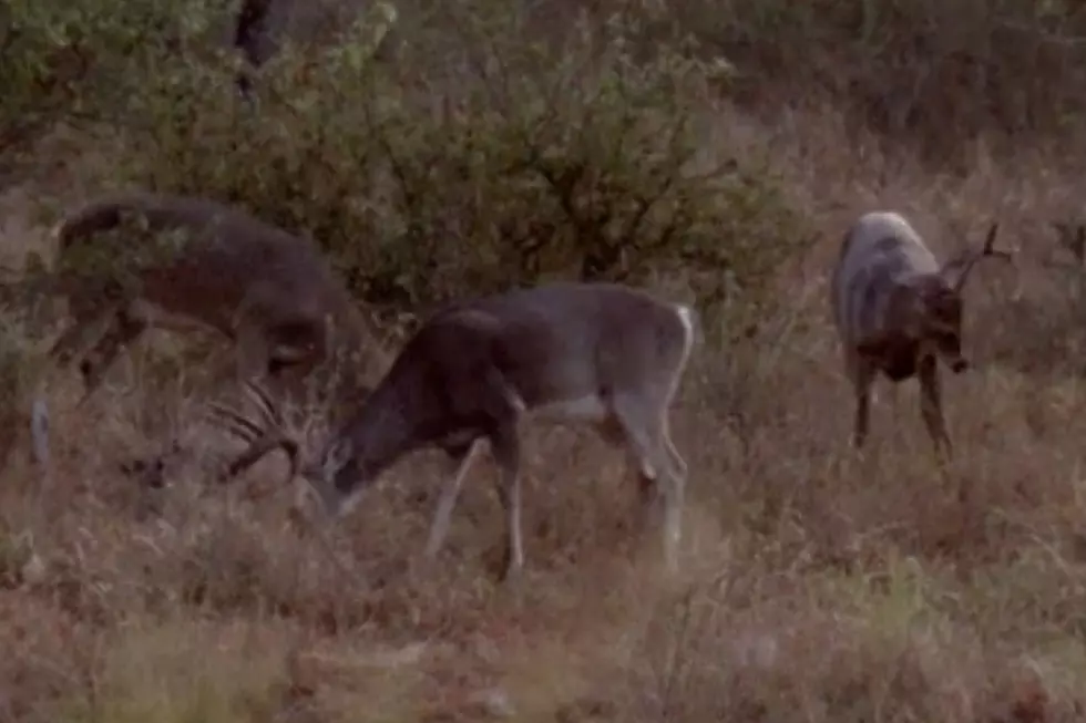 Yamaha Whitetail Diaries YouTube/Canva