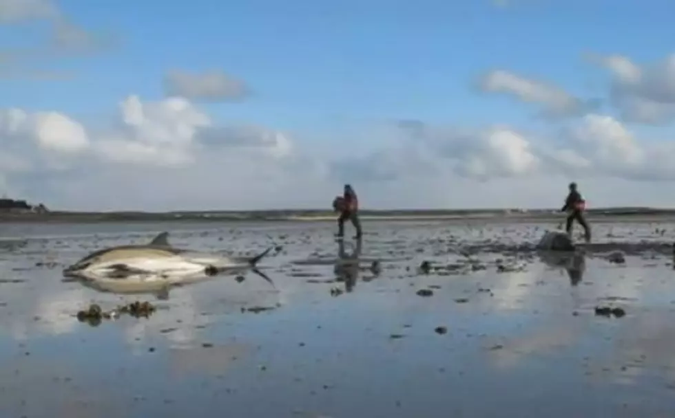 Six Dolphins Stranded Near Wellfleet, Two Dead