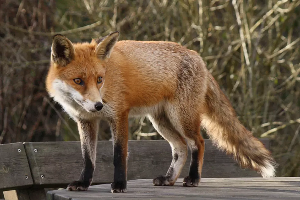 Rabid Fox Plaguing Fairhaven