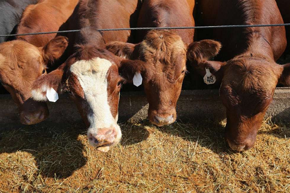 Police Close In On Cattle Theft