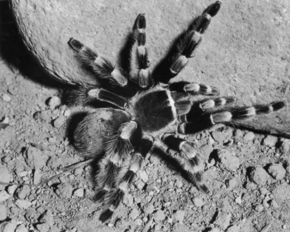 German Couple Caught With  200 Tarantulas In Suitcase At Airport