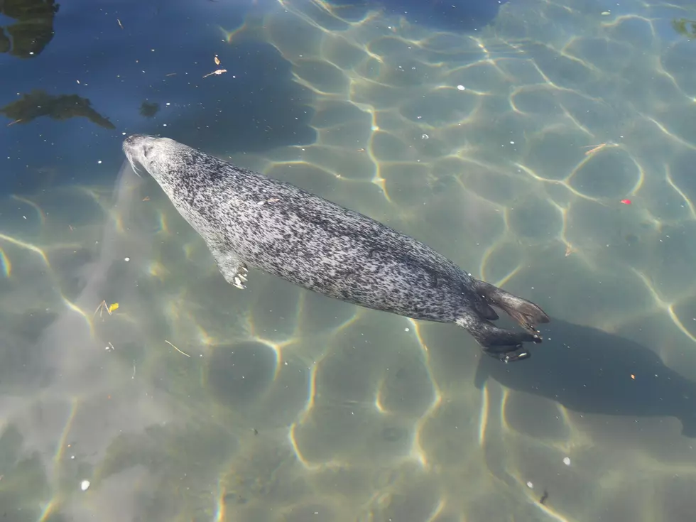 New Aquatic Exhibit