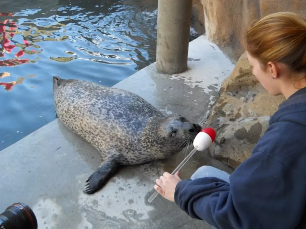 New Bedford BP Zoo Seals Undergo Surgery