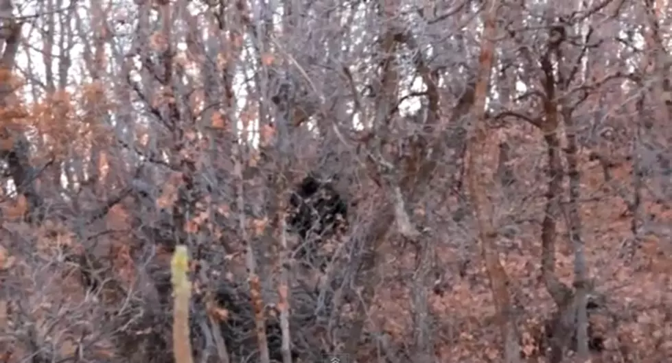 Hikers Believe They Spotted Bigfoot In Utah &#8211; Real, Or Fake? [VIDEO]