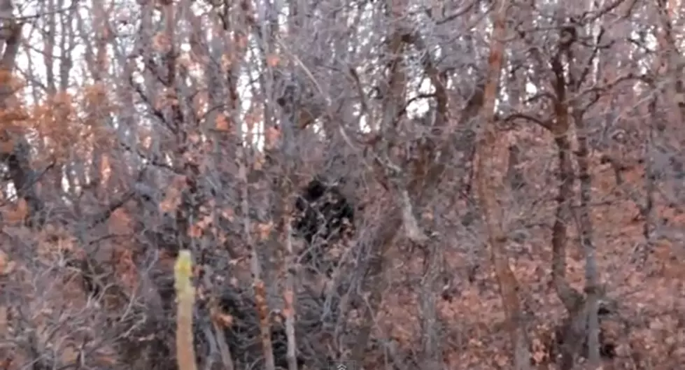 Hikers Believe They Spotted Bigfoot In Utah – Real, Or Fake? [VIDEO]