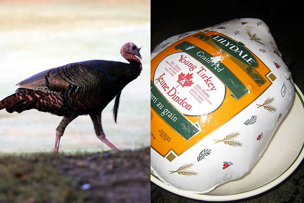Is Wild Turkey Better Than Frozen Store Bought For Thanksgiving?
