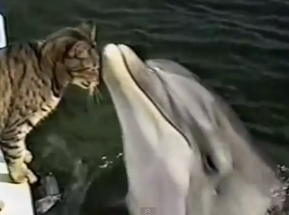 Cute Alert: Dolphin and Cat Are Best Friends Forever [VIDEO]