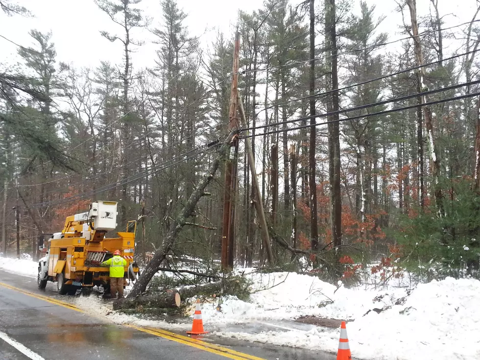 Downed Trees Cause Problems in Lakeville, Other Areas