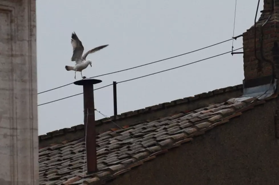 Seagull Stands Watch At Sistine Chapel