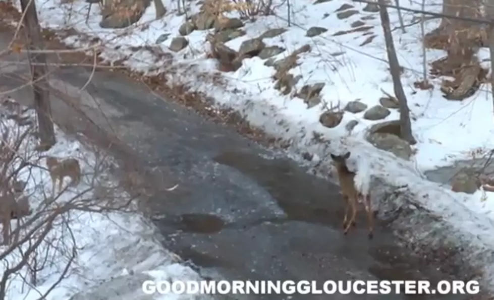Deer Confronts Coyotes in Gloucester, MA