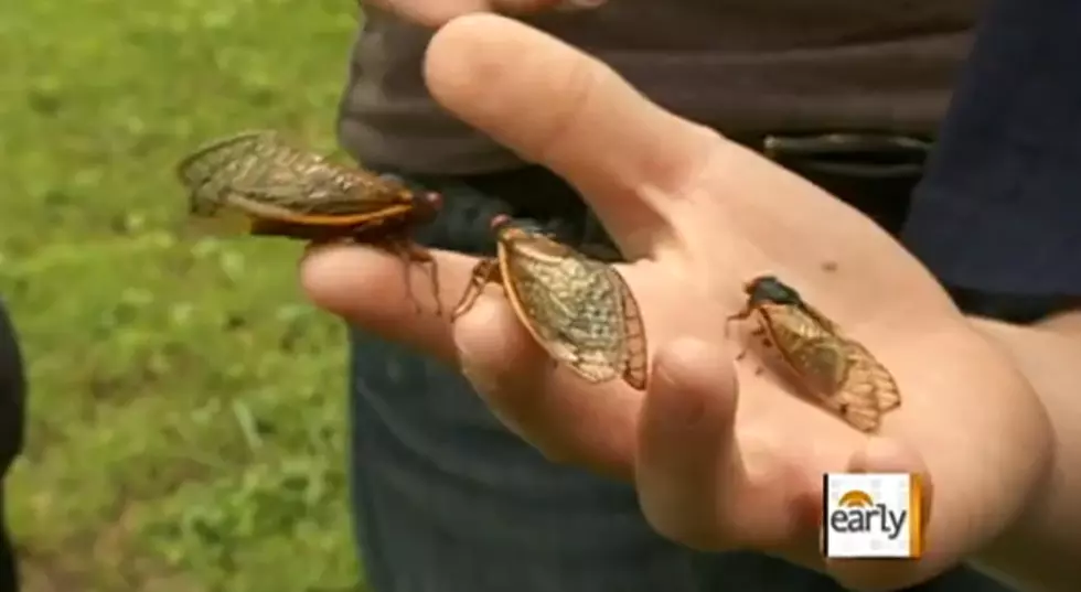 Watch Out This Summer, New Bedford &#8212; Cicadas are Coming!