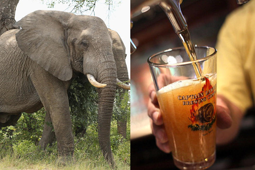 Elephant Dung Beer Now Available