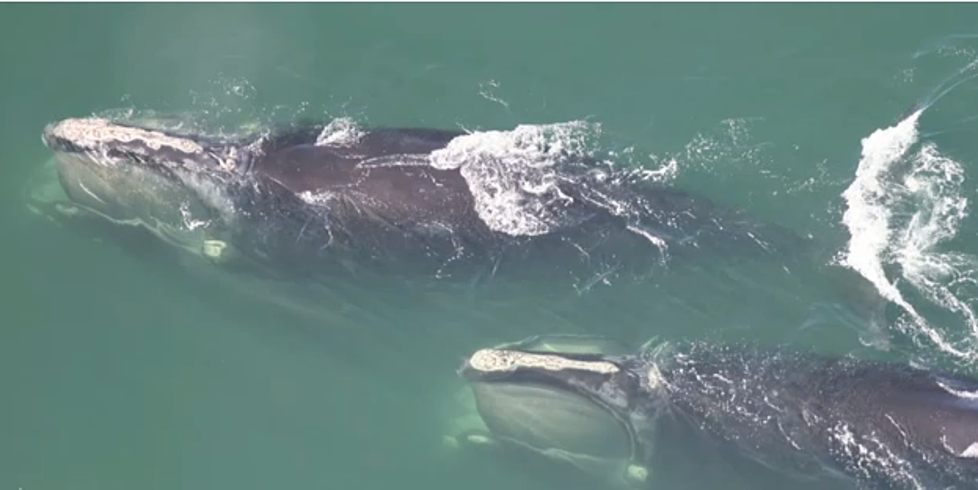 Endangered Right Whales Return to Cape Cod Waters