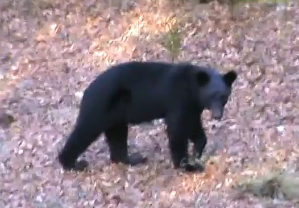 Bear Shot and Killed In Newton, MA