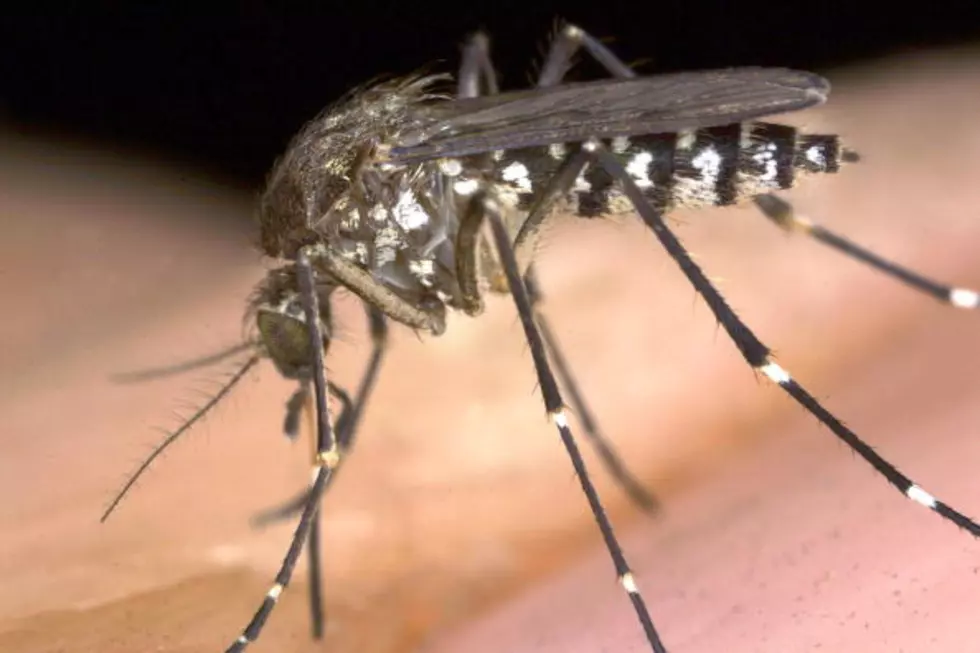 Mosquito Spraying Taking Place In New Bedford Parks Thursday