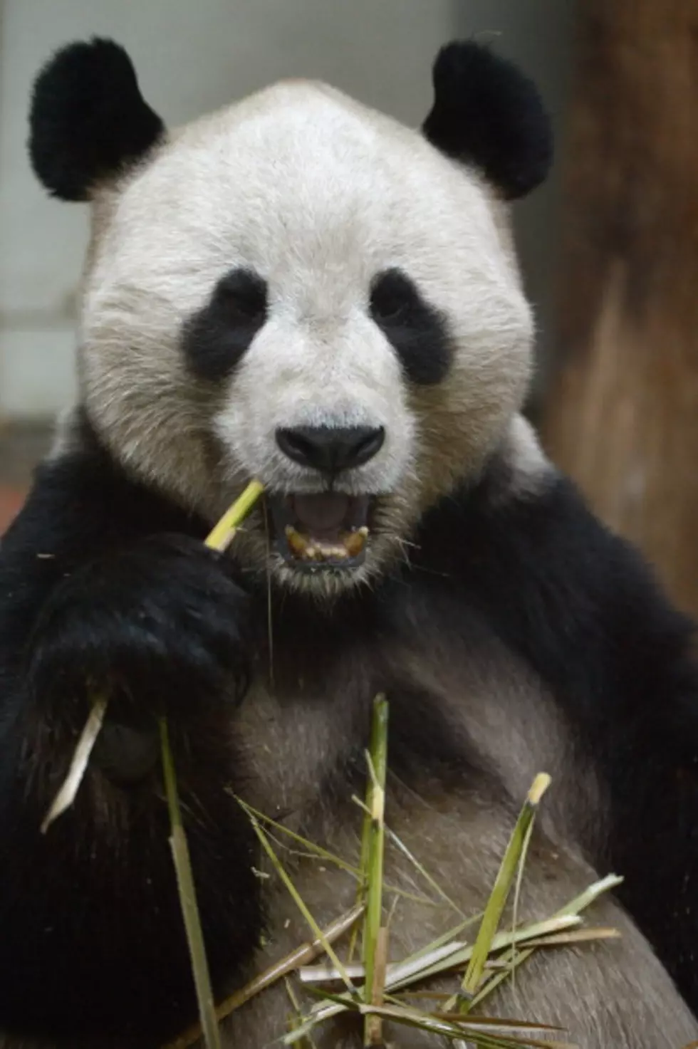 Chinese Internet Channel Features 24-Hours of Pandas