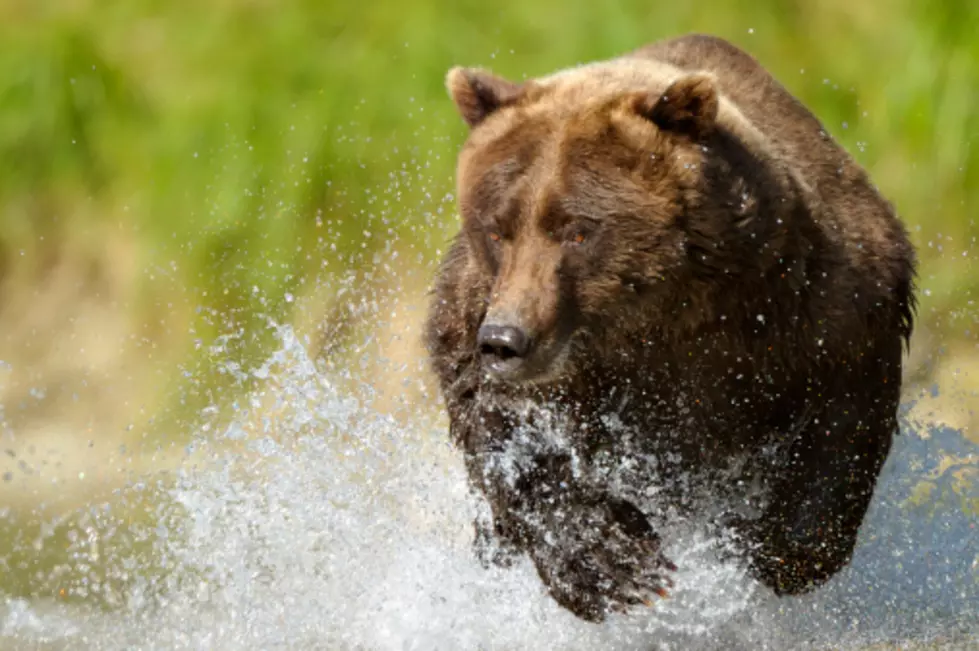Did You Hear About the Woman Who Chased a Bear with a Chrysler?