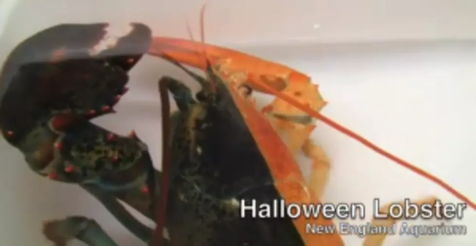 Rare Two Toned Lobster Discovered in Maine
