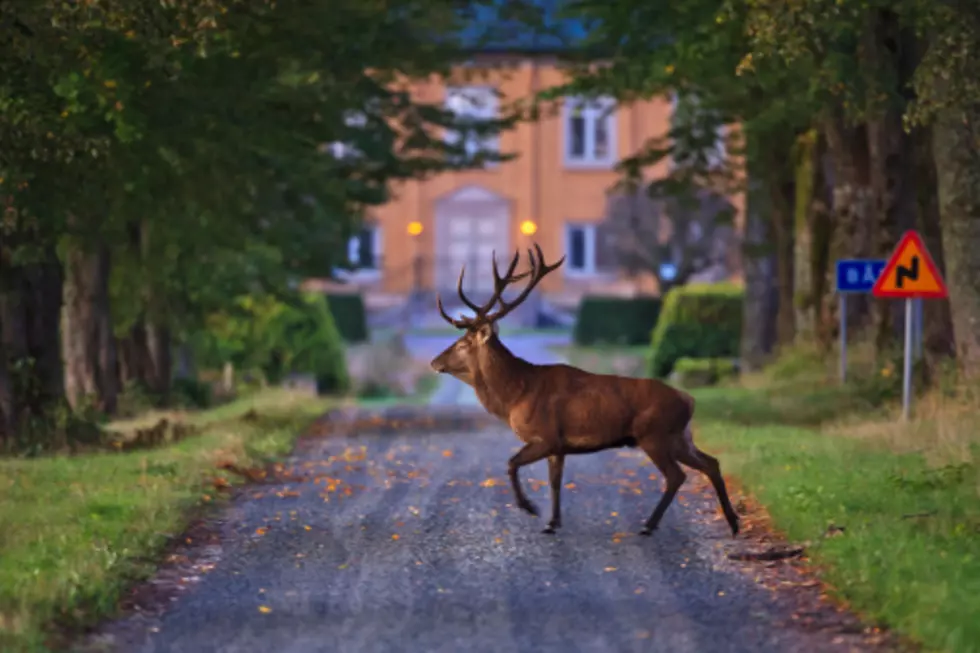 Boy Knocked Down By Deer