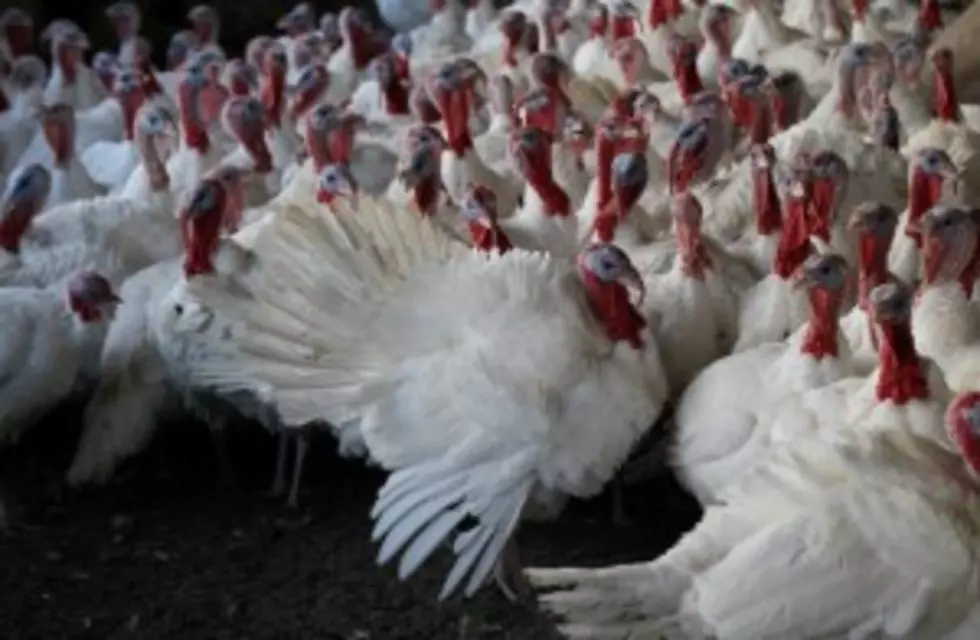 Community Comes Together to Overcome Turkey Theft