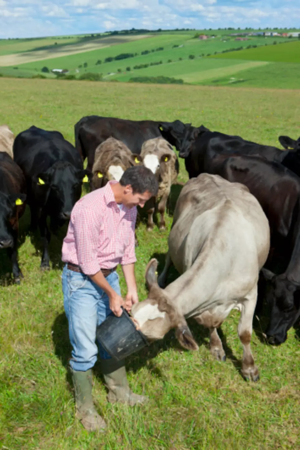 FDA Aims To Cut Use Of Antibiotics In Livestock