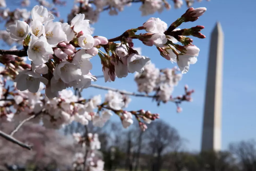 Washington Cherry Blossom Festival