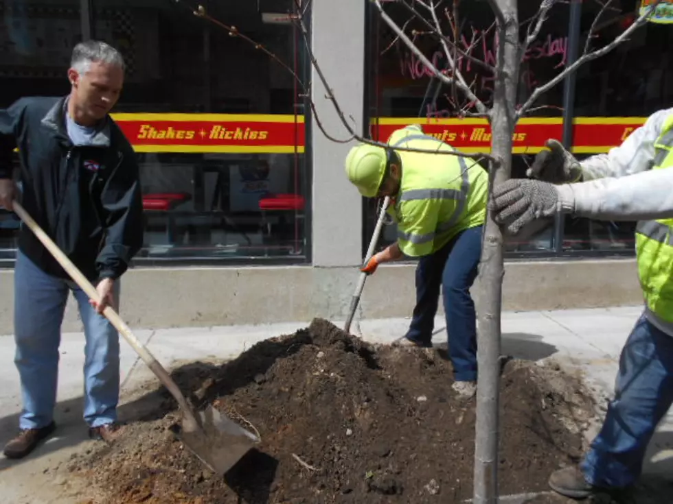 Massachusetts Is Planting Thousands Of Trees In New Bedford