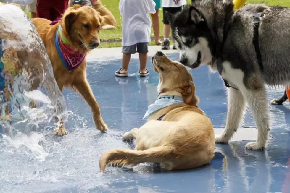 New Bedford Pet Fest Sunday