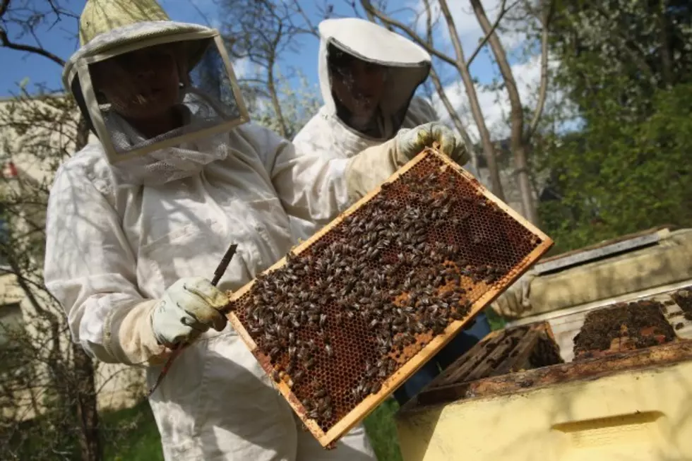 Decades-Old Ordinance Bans Beekeeping In New Bedford