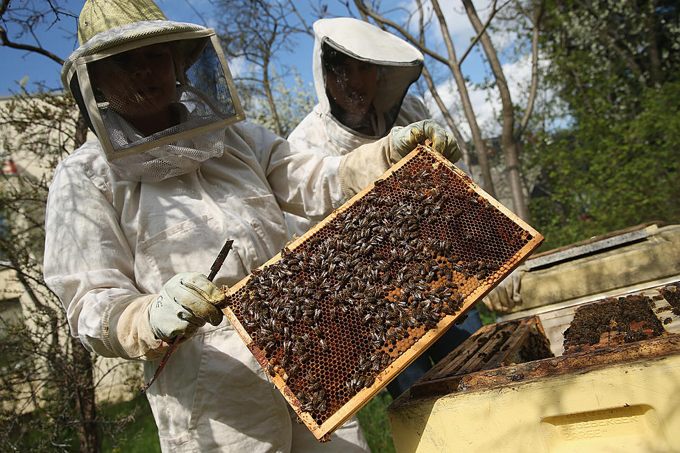 Council Takes Up Beekeeping