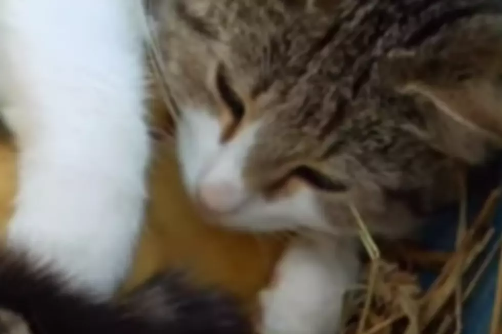 Mother Cat’s Love Enables Ducklings To Live [VIDEO]