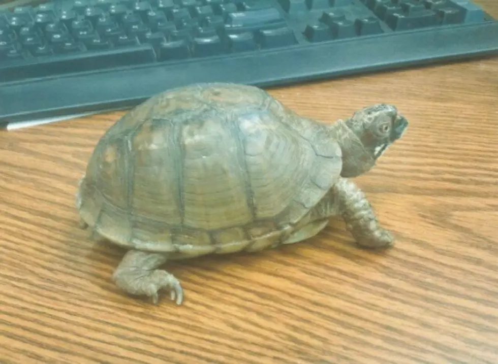 Franklin The Turtle Stolen From Fall River Library
