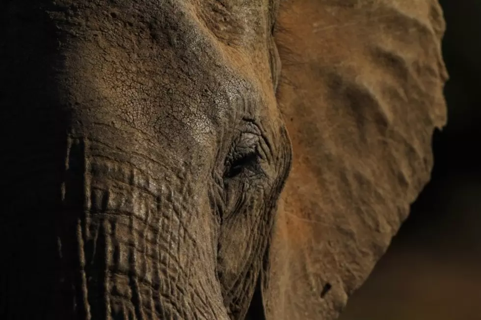 Open Letter To The Poachers Who Killed The World&#8217;s Largest Elephant