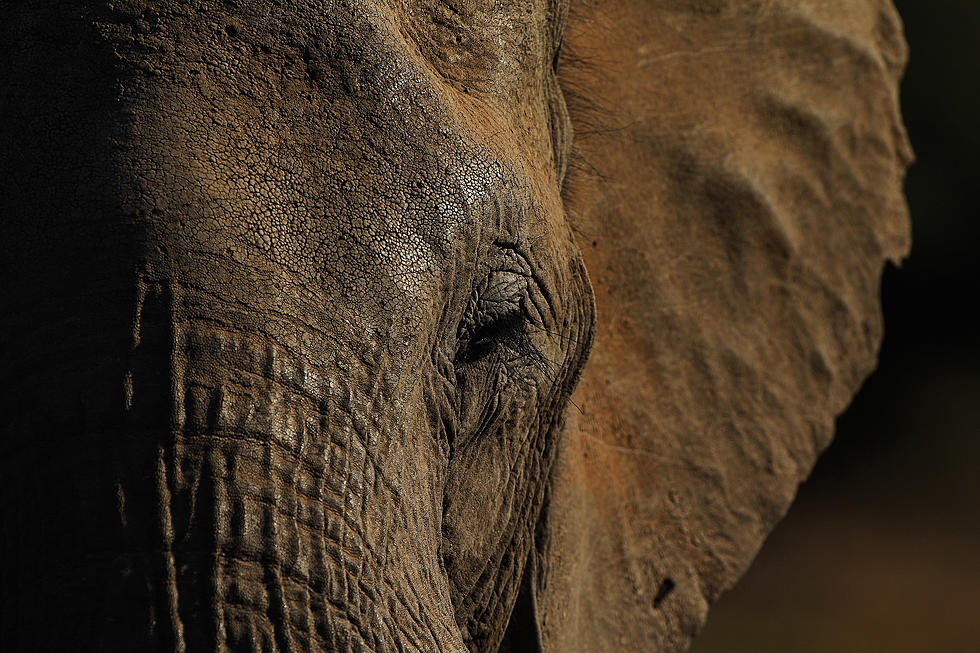 Open Letter To The Poachers Who Killed The World’s Largest Elephant