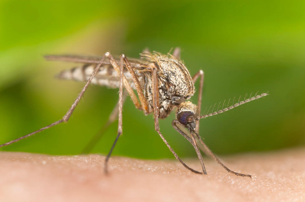 Mosquito Threat Remains